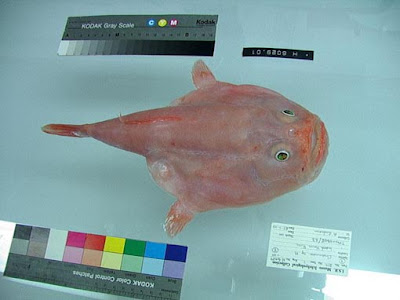 Weird Fish Seen On www.coolpicturegallery.us