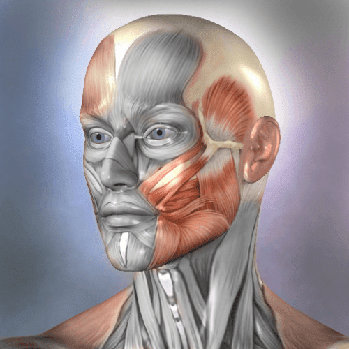 تحميل تطبيق Muscle and Bone Anatomy 3D مهكر أخر إصدار
