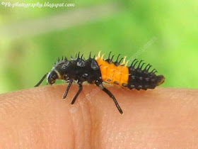 Ladybug Larva