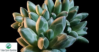 Planta-diamante Pachyphytum compactum: Guia e dicas de cuidados