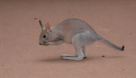 Australia: A Land of Natural Wonders and Cultural Diversity