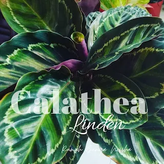 Calathea LInden