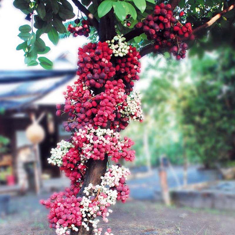 pohon jambu air bira ribuan stok Malang