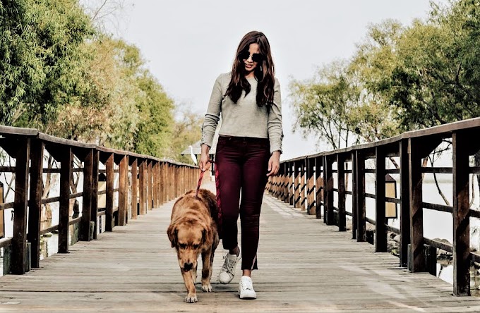 Tips for Walking with your Pet Dog