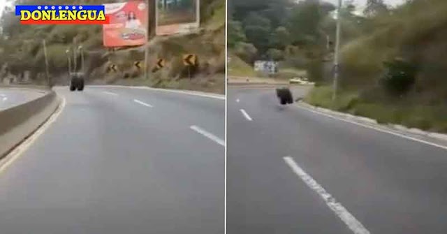 Camión de arga perdió una rueda en la Caracas-La Guaira y esta terminó recorriendo un kilómetro