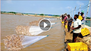 PRAWN/SHRIMP HARVESTING