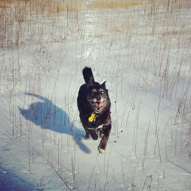 Shadow happy dog running in the snow