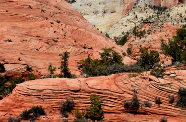 goats on the slickrock at Zion