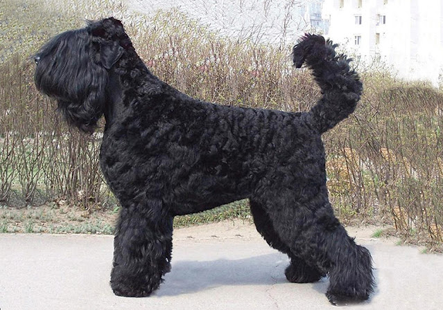 10-Insane-Russian-Dog-Breeds