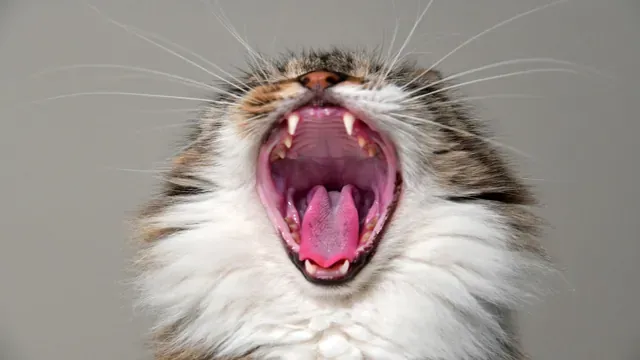 Dental Plaque and Tartar in cats : Constant Problems