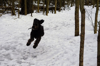 Young black dog racing through the forest of Windfileds Park, Toronto.