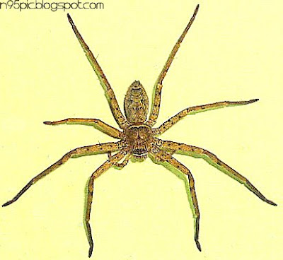 spider,wall spider,insect,pictures of spider,free spider picture,spider in Nepal,Nepali spider