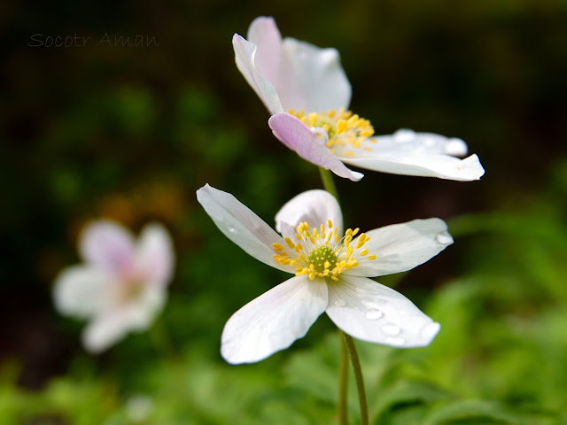 Anemone nikoensis