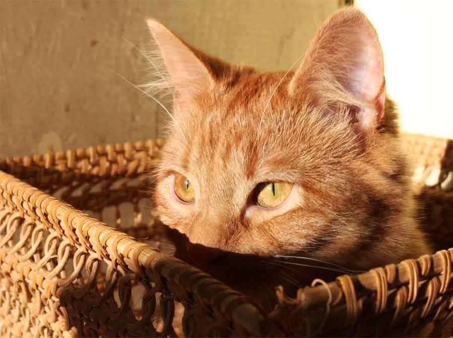 Conoce el significado espiritual de los gatos naranja