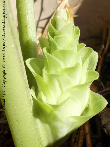 Turmeric Flower - Day 1