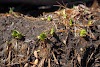 Sprout