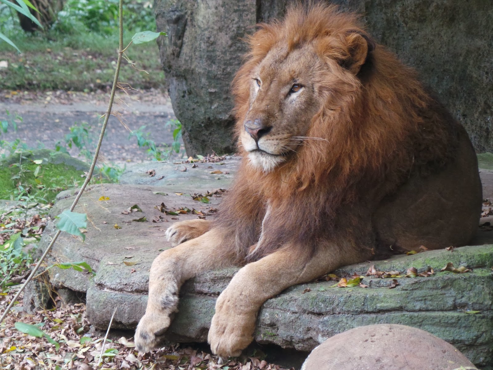 ONE DAY TRIP IN TAMAN SAFARI INDONESIA CISARUA - BOGOR