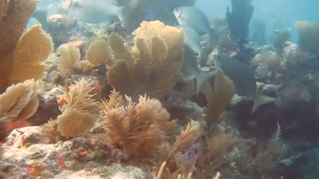 Molasses Reef in Key Largo