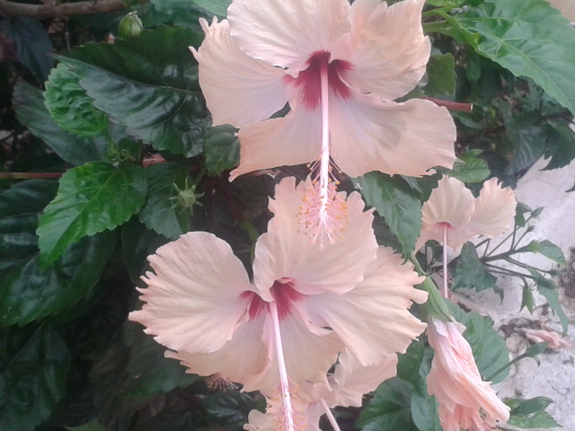 Atualmente,  a flor do hibisco é bastante conhecida em forma de chá. Mas essa, trata-se da planta usada para fins medicinais, retirada da flor identificada como Hibiscus Sabdariffa.