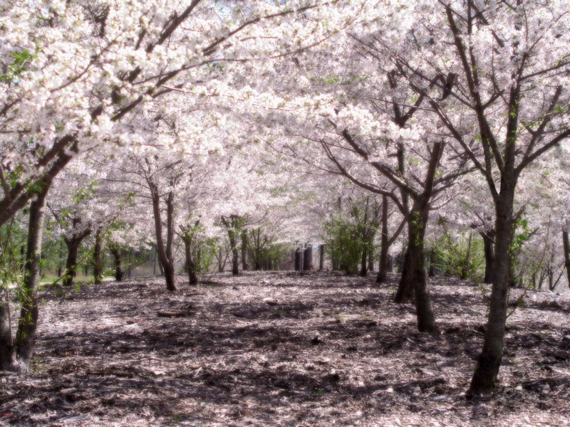 Foto Bunga Sakura Jepang