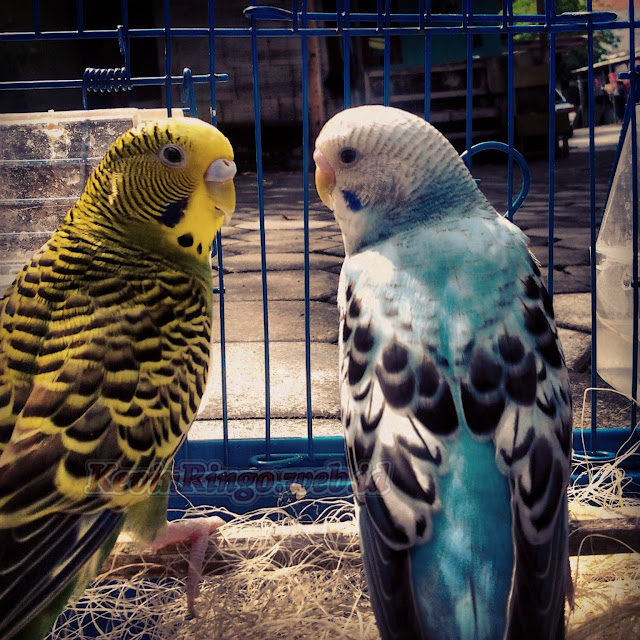 burung parkit dalam sangkar