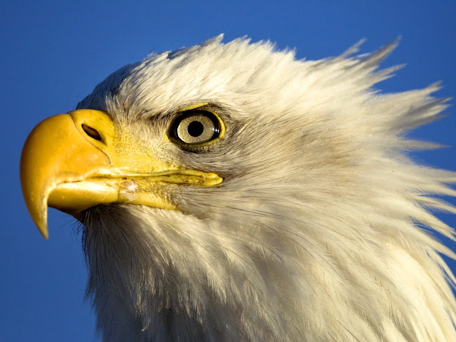 Aguilas - Aves Exoticas