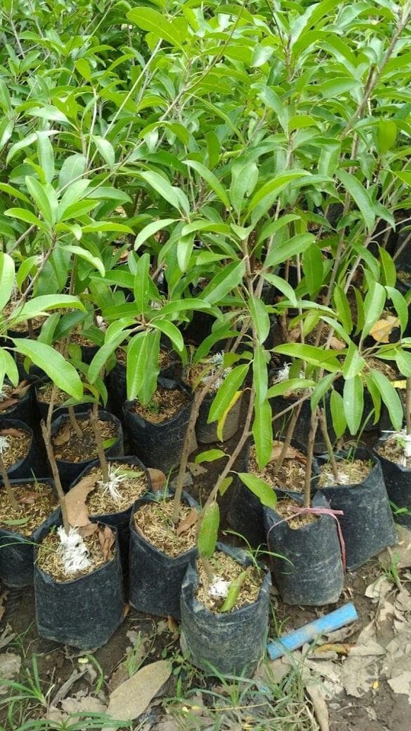 jual pohon bibit sawo manila yang cepat berbuah sulawesi selatan Lampung