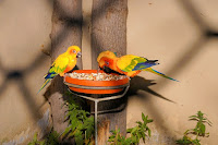  Jika anda memerlukan masakan burung maka toko pakan burung yakni tempat yang bisa anda k Rincian Biaya Modal Usaha Pakan Burung dan Keuntungannya