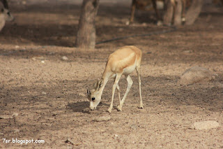 صور غزال