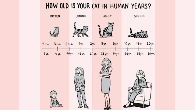 How is a cat's age calculated?