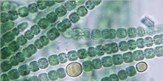 Anabaena