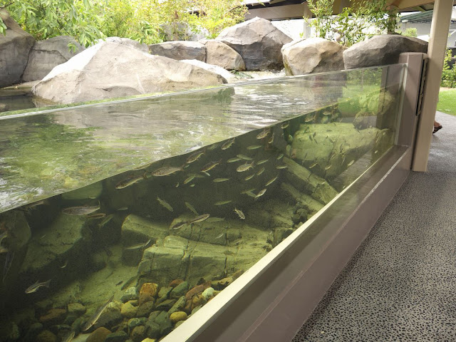 仙台うみの杜水族館 広瀬川 海のみなもと 山・里・川