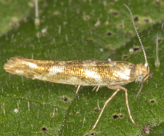 Argyresthia goedartella.   Argyresthiidae.   Resting on Common Nettle in Petts Wood, 7 August 2013.