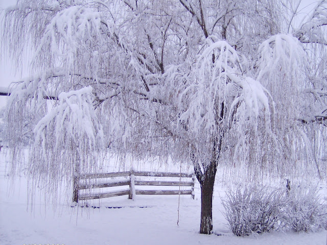 Foto met een wit sneeuw landschap