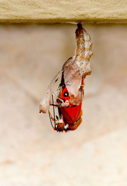 Pictures of transformation from a cocoon to a beautiful butterfly, cocoon to butterfly, metamorphosis of a butterfly, amazing creatures, from pupa to butterfly