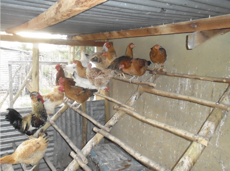 Kienyeji Chicken: June 2014