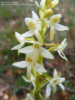 https://www.biodiversidadvirtual.org/herbarium/Platanthera-bifolia-(L.)-Rich.-img282277.html