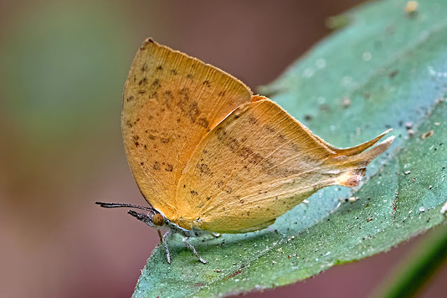 Loxura atymnus the Common Yamfly butterfly