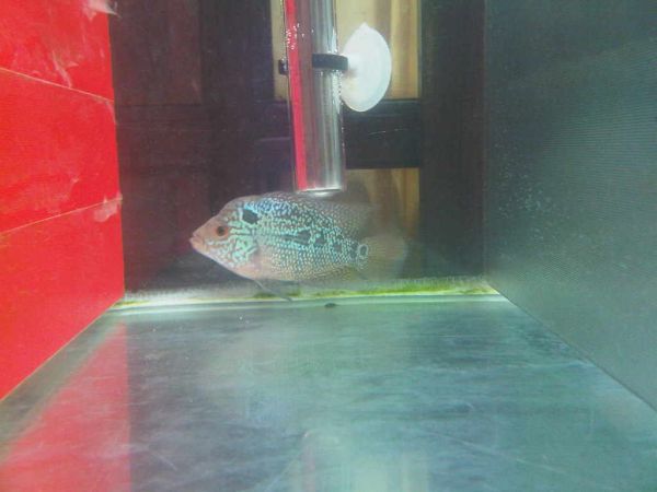 Flowerhorn The Hybrid Cichlids Aquarium  Louhan 