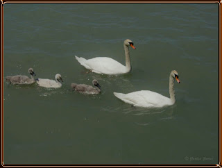 mute swans