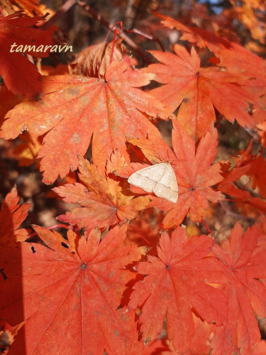 Клён ложнозибольдов (Acer pseudosieboldianum)