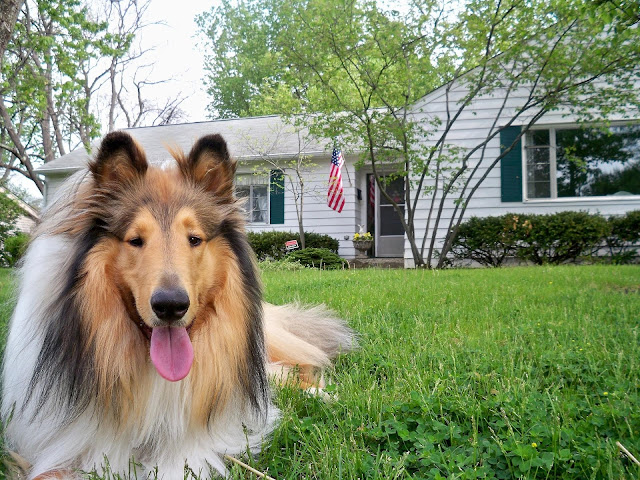 5 Facts About Rough Collie That Will Help You Become A Good Owner