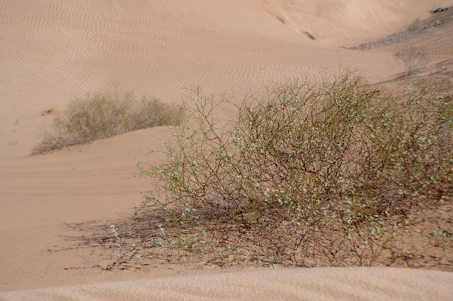 stringy looking bush