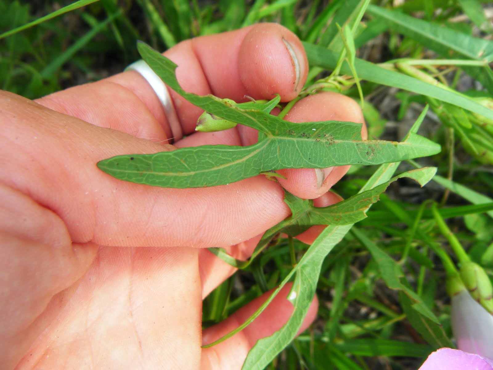 The Botanical Hiker Coastal Plain Plants
