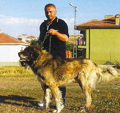 Kars Dog 