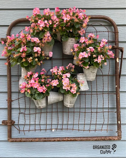 Photo of pink wax begonias planted in a galvanized pot wreath