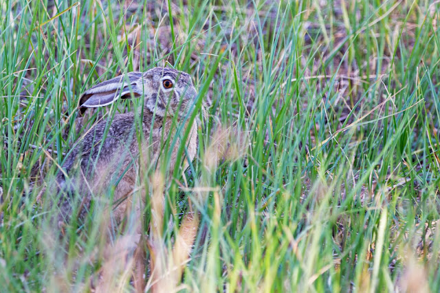Jack Rabbit Sacramento National Wildlife Refuge California
