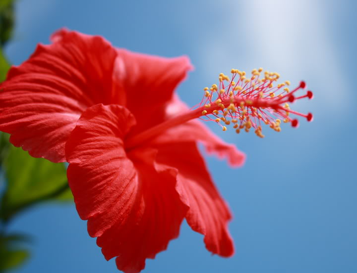 WW : Bunga Raya - anajingga
