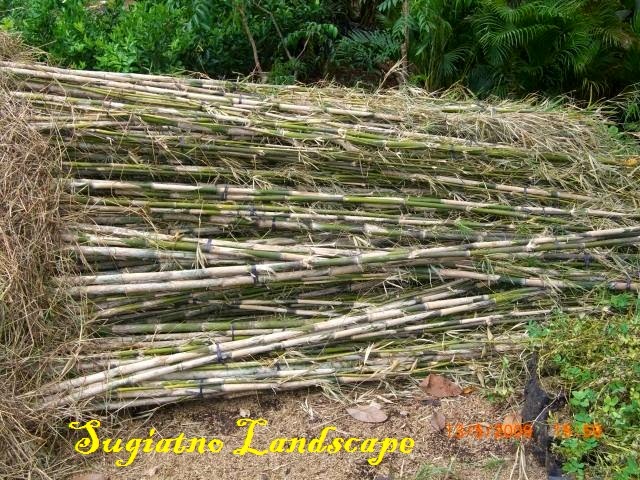  Bambu  jepang  Jual bambu  hias murah Tukang taman 