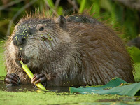 American Beaver Images Castor canadensis
